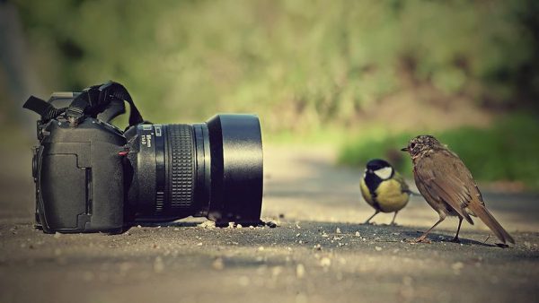 Fotoğraf Makinesi Alırken Dikkat Edilmesi Gereken Özellikler