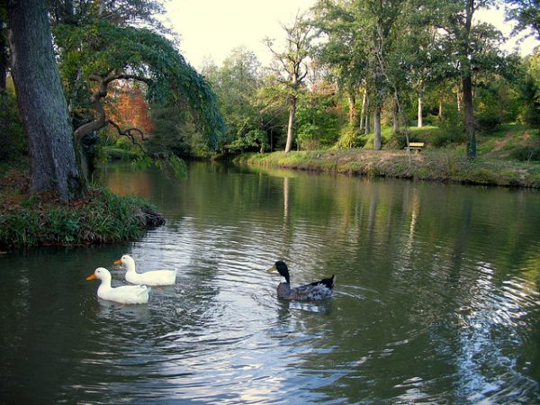 Atatürk Arboretumu Göller